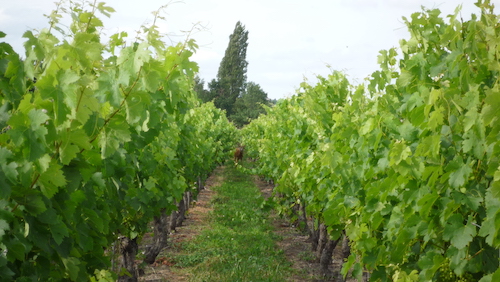 Grands Vins de Saint Emilion - Château Beaurang 