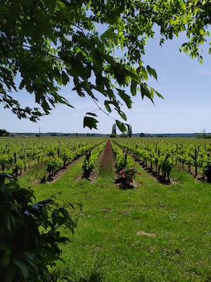  el viñedo del vino en Château Beaurang