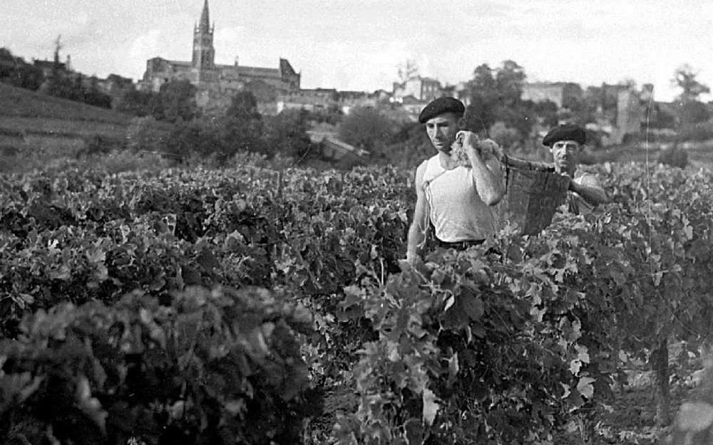 1949 - Les porteurs ramènent le raisin, au pied de la ville de Saint-Émilion, en Gironde, lors des vendanges, le 28 septembre 1949. © Crédit photo : Archives Sud Ouest