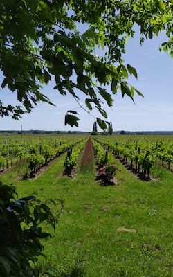  el viñedo del vino en Château Beaurang
